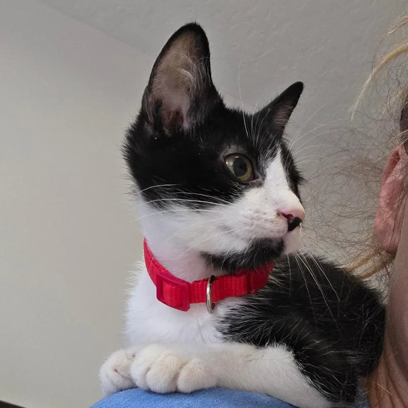A baby small-sized female Black Domestic Short Hair cat named Bramble C for adoption in Princeton, MN