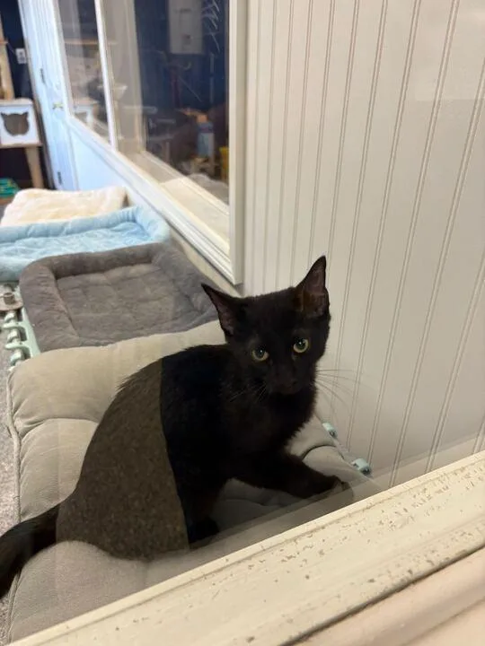 A baby medium-sized male Domestic Short Hair cat named Pickle for adoption in Athens, AL