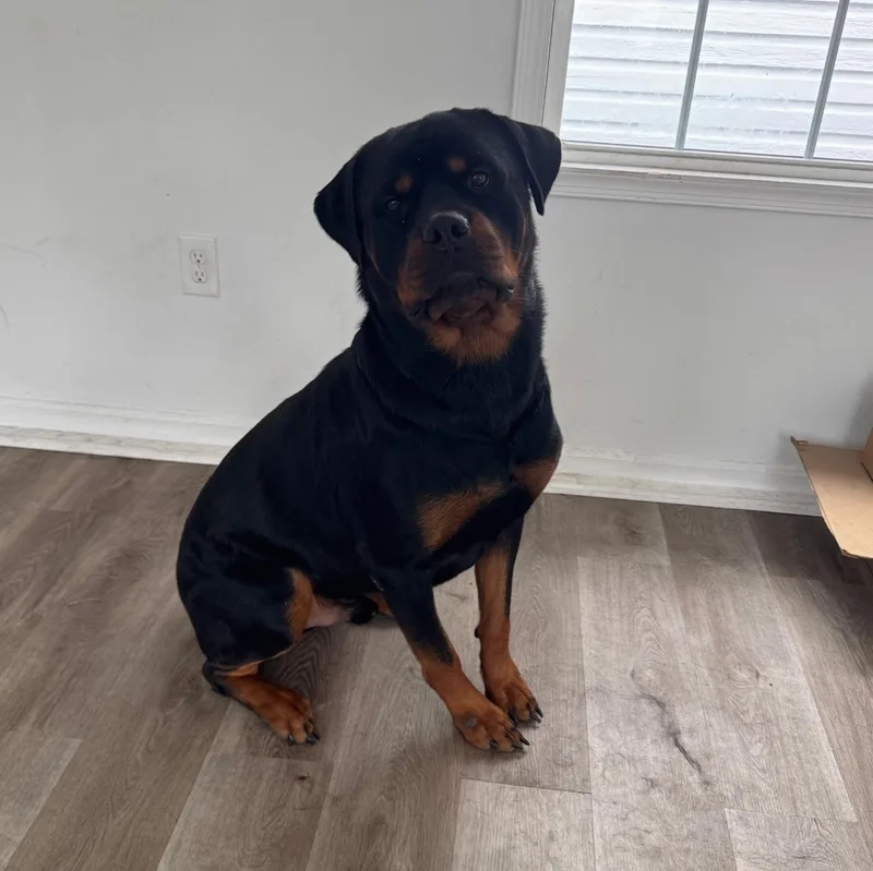 A young large-sized male Brown / Chocolate Rottweiler dog named Kane for adoption in Chesapeake Beach, MD