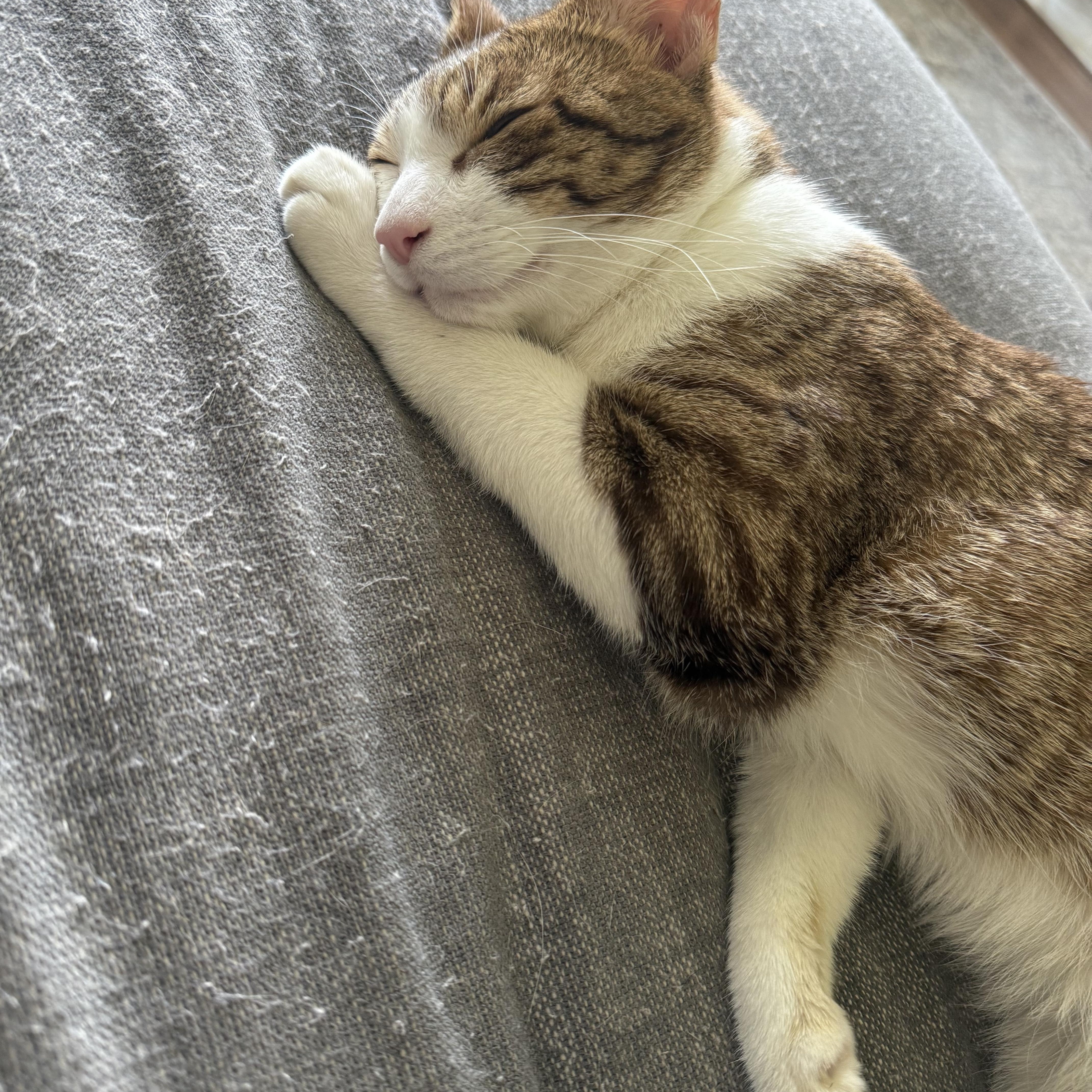 A young medium-sized male Domestic Short Hair cat named Summit for adoption in Norwalk, CT