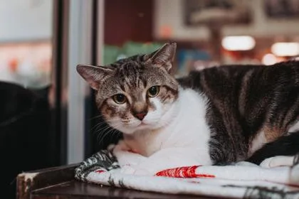 An adult small-sized male Domestic Short Hair cat named a Turkey for adoption in North Charleston, SC