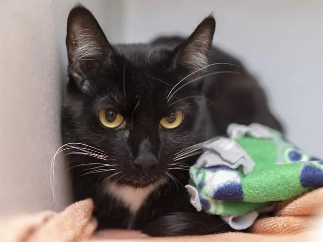 An adult medium-sized female Domestic Short Hair cat named Olive for adoption in Phoenix, AZ