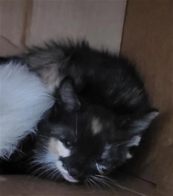A baby medium-sized female Domestic Medium Hair cat named Lizette for adoption in Dallas, TX