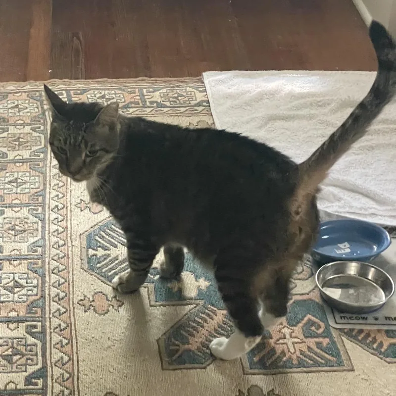 A senior large-sized male Domestic Short Hair cat named Boots for adoption in San Antonio, TX
