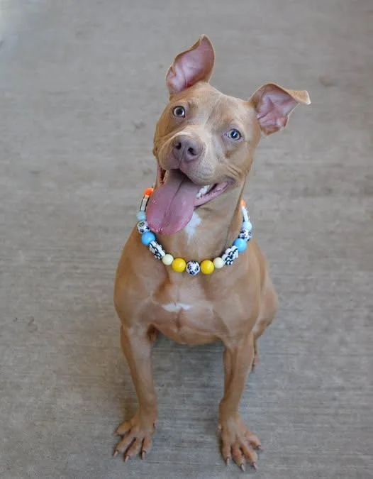 A young large-sized female Pit Bull Terrier dog named C.c. for adoption in McKinney, TX