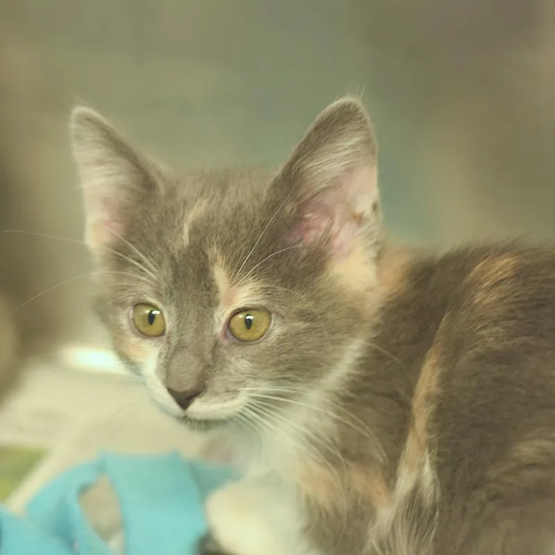 A baby small-sized female Gray / Blue / Silver Domestic Medium Hair cat named The Waitress for adoption in Belleville, IL