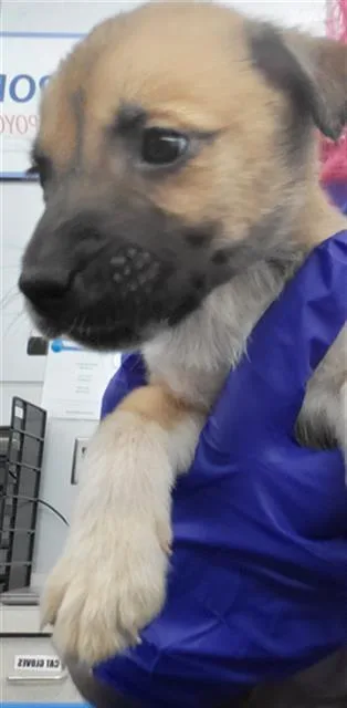 A baby medium-sized male Mixed Breed dog named Auburn for adoption in Dallas, TX