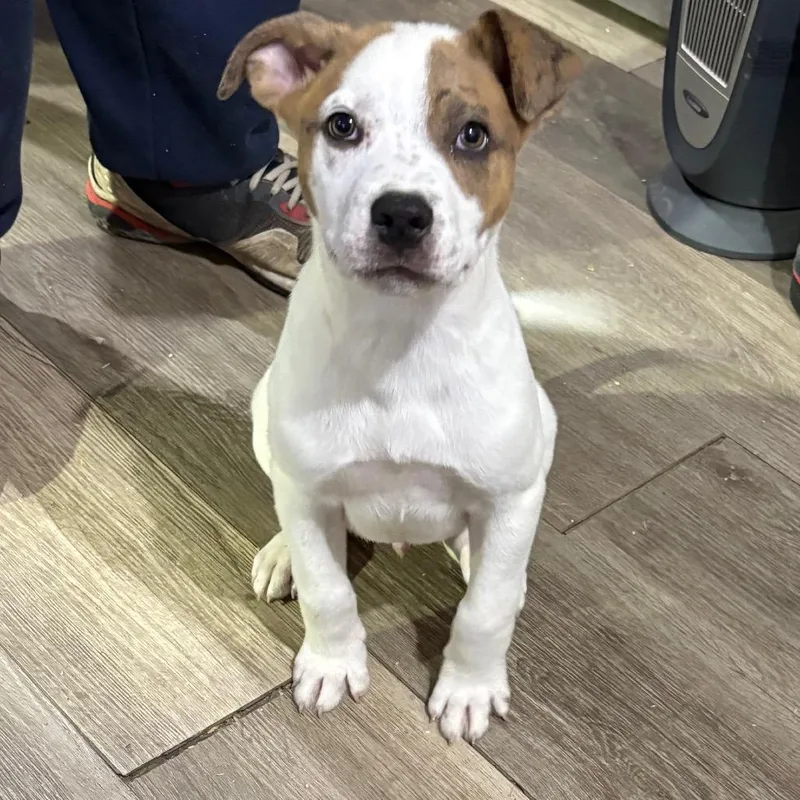 A baby medium-sized male White / Cream Mixed Breed dog named Shadow for adoption in Wappingers Falls, NY