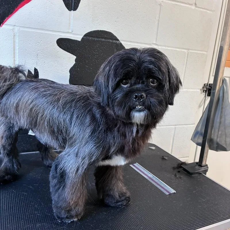 Shadow  The Cutest thumbnail 2