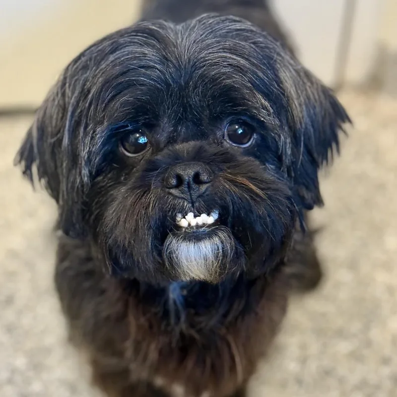 An adult small-sized male Black Shih Tzu dog named Shadow  The Cutest for adoption in Hondo, TX
