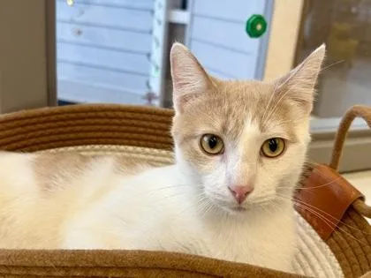 An adult medium-sized male Domestic Short Hair cat named Pollo for adoption in Downers Grove, IL