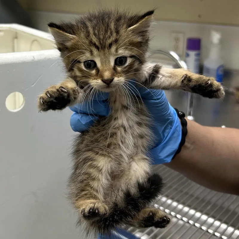 A baby small-sized male Brown / Chocolate Domestic Short Hair cat named Noodles for adoption in Galveston, TX