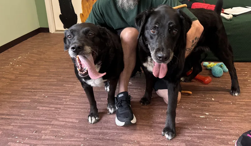 A senior large-sized female Black Labrador Retriever dog named Meg And Mike for adoption in Warrington, PA