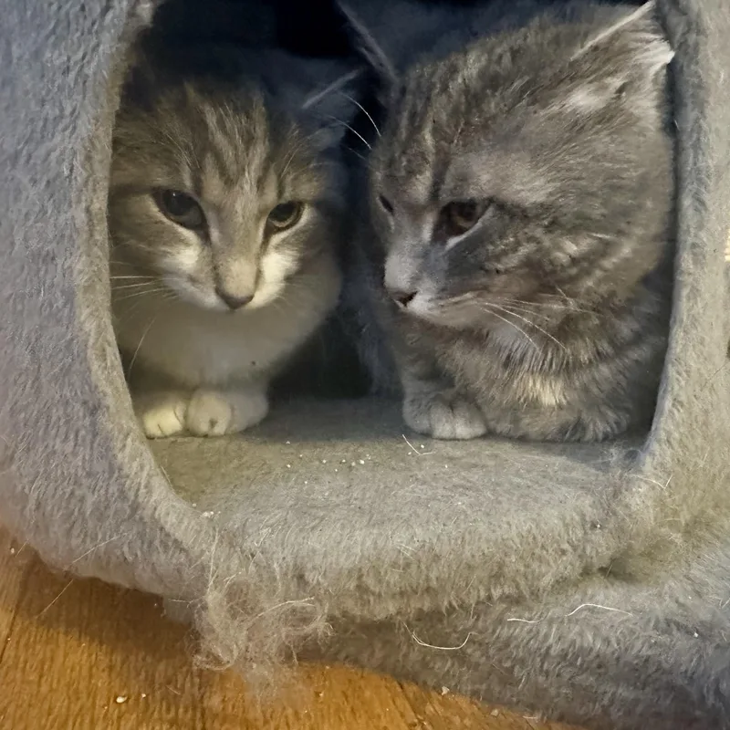 Cream Of Celery thumbnail 2