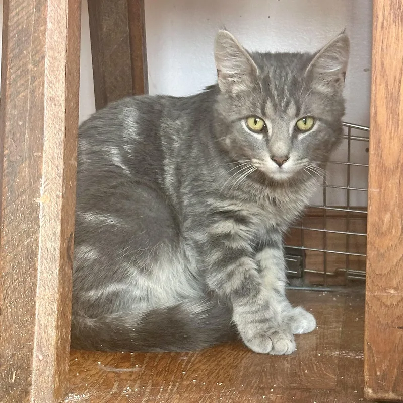 Cream Of Celery thumbnail 3