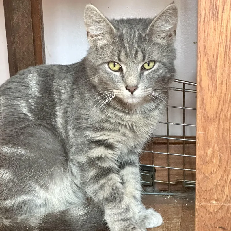 A baby medium-sized male Tabby (Gray / Blue / Silver) Domestic Short Hair cat named Cream Of Celery for adoption in Richmond, VA