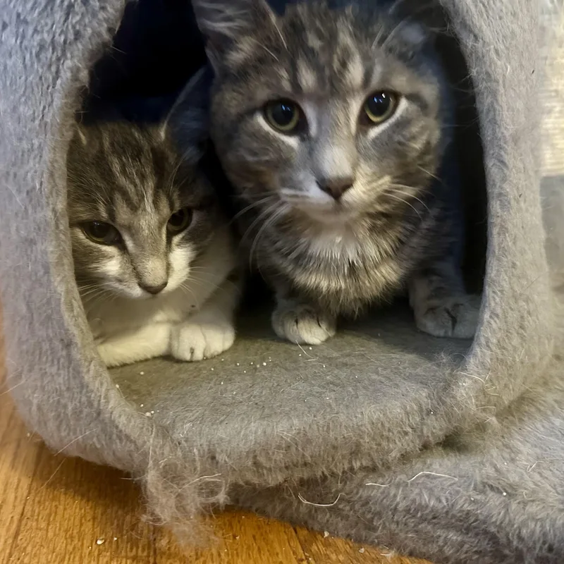 Cream Of Celery thumbnail 4