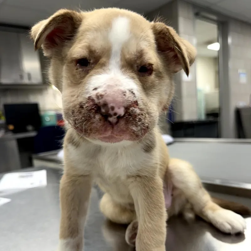 A baby small-sized male Brown / Chocolate Pit Bull Terrier dog named Cheddar Bay Biscuit for adoption in Northbrook, IL
