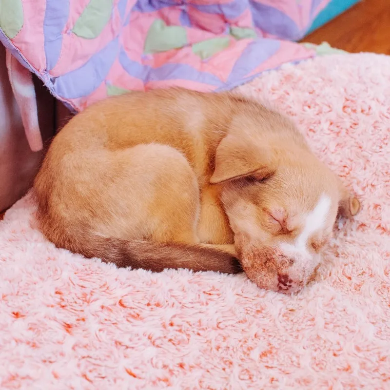 Cheddar Bay Biscuit thumbnail 2