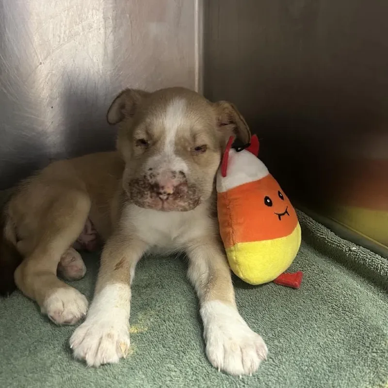 Cheddar Bay Biscuit thumbnail 3