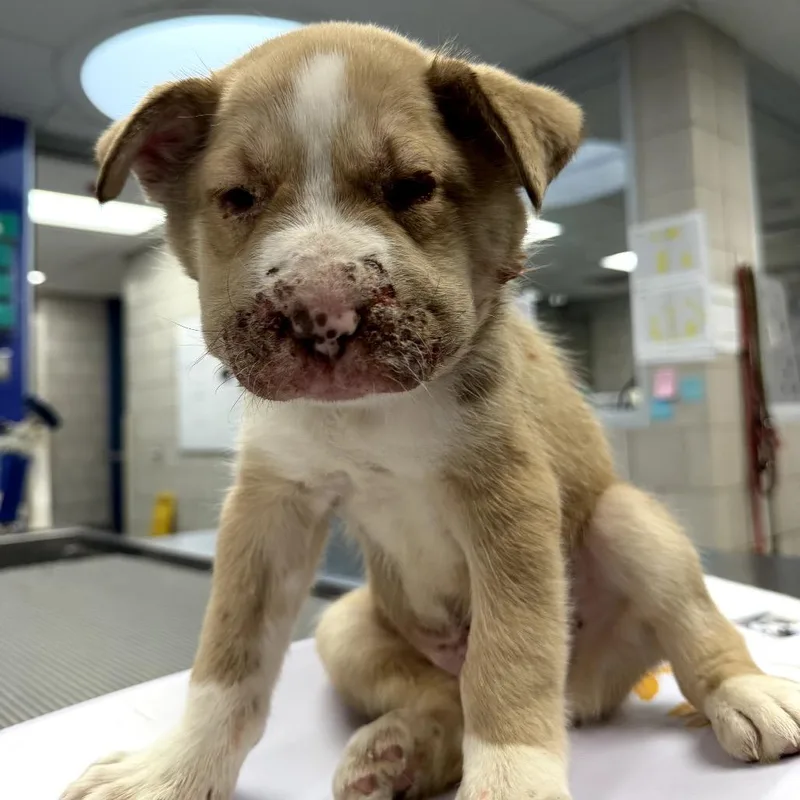 Cheddar Bay Biscuit thumbnail 4