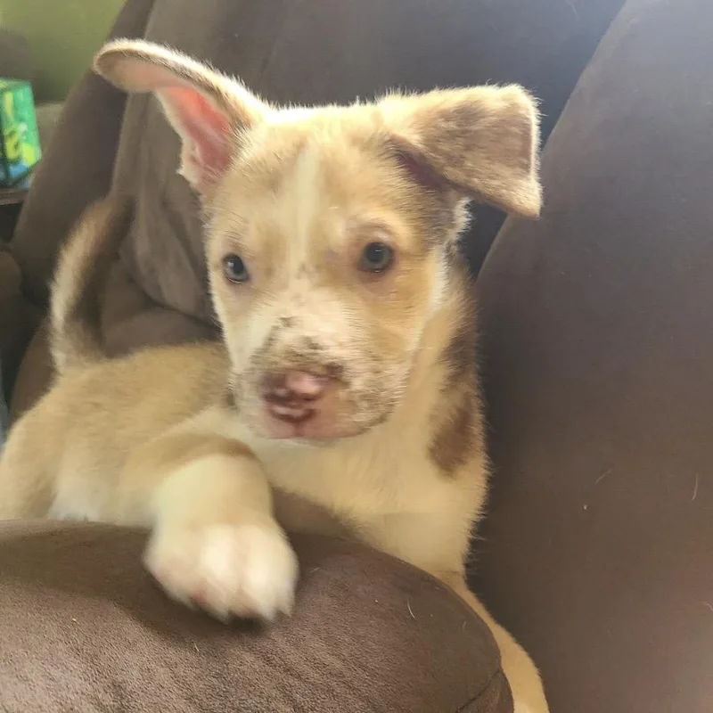 Cheddar Bay Biscuit thumbnail 5