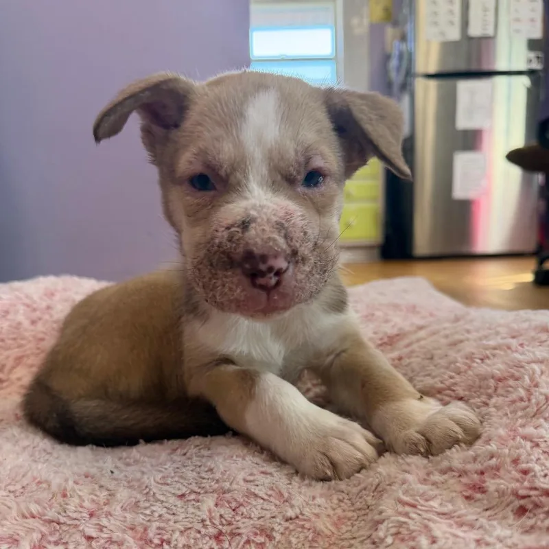 Cheddar Bay Biscuit thumbnail 6