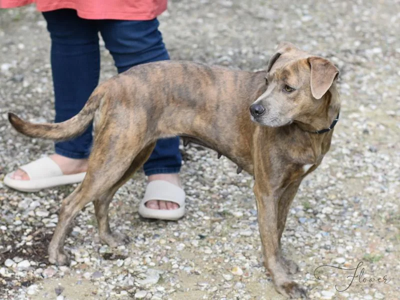 A young medium-sized female Brindle Labrador Retriever dog named Flower for adoption in Conroe, TX
