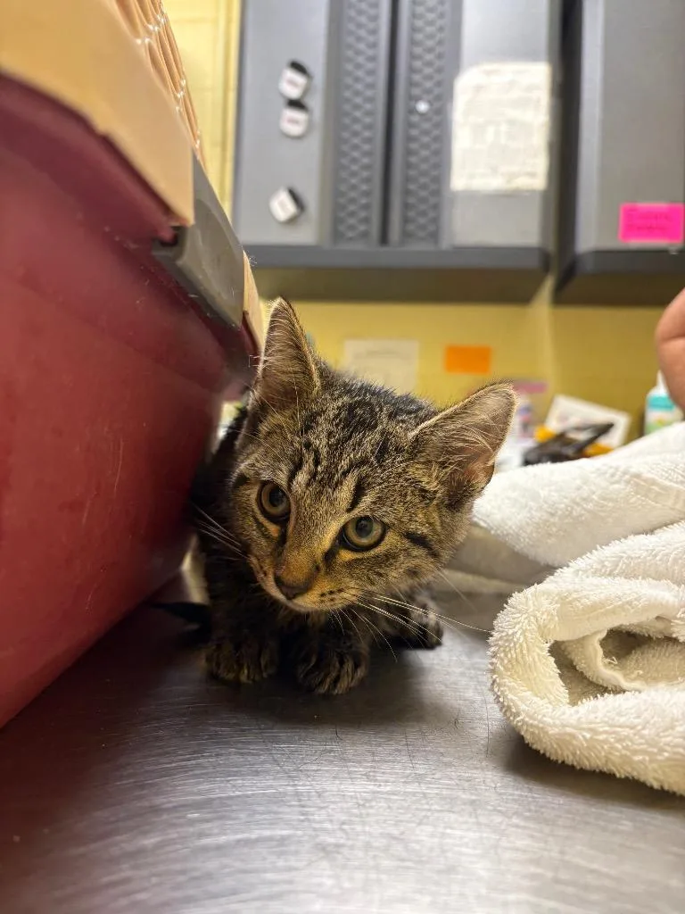 A baby small-sized female Domestic Short Hair cat named Jinx for adoption in Crossville, TN