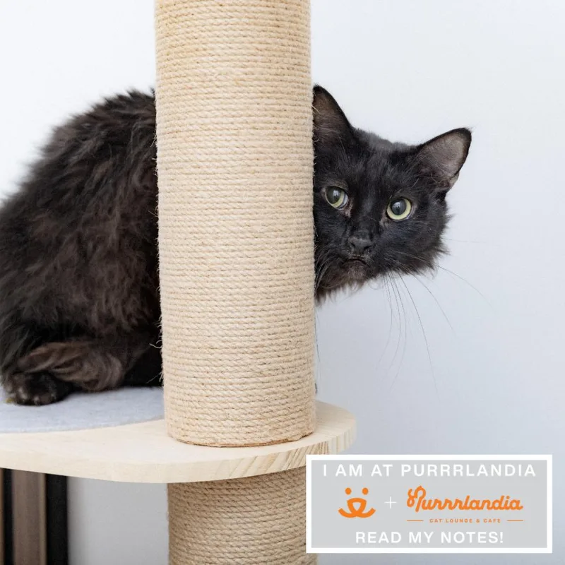 An adult medium-sized male Domestic Long Hair cat named Jollyboye for adoption in Los Angeles, CA