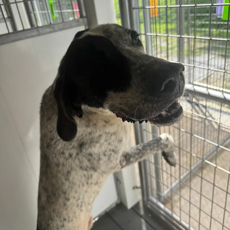 A senior large-sized male White / Cream Bluetick Coonhound dog named Cowboy for adoption in Blairsville, GA