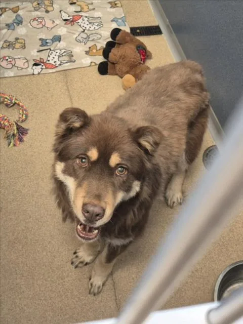 An adult medium-sized female Siberian Husky dog named Luna for adoption in Loveland, CO