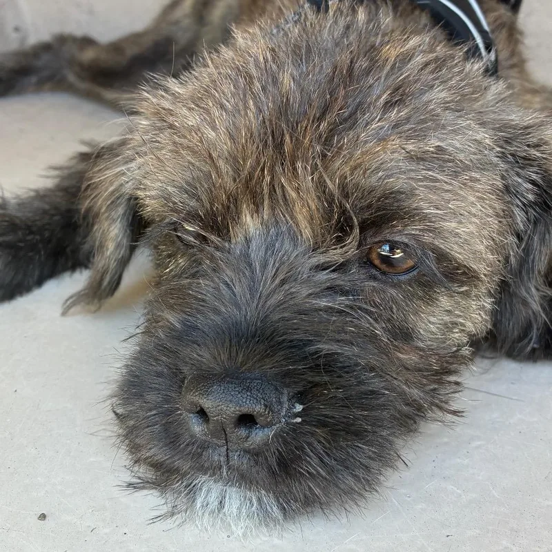 A baby small-sized female Brindle Terrier dog named Tilly for adoption in Henderson, NV