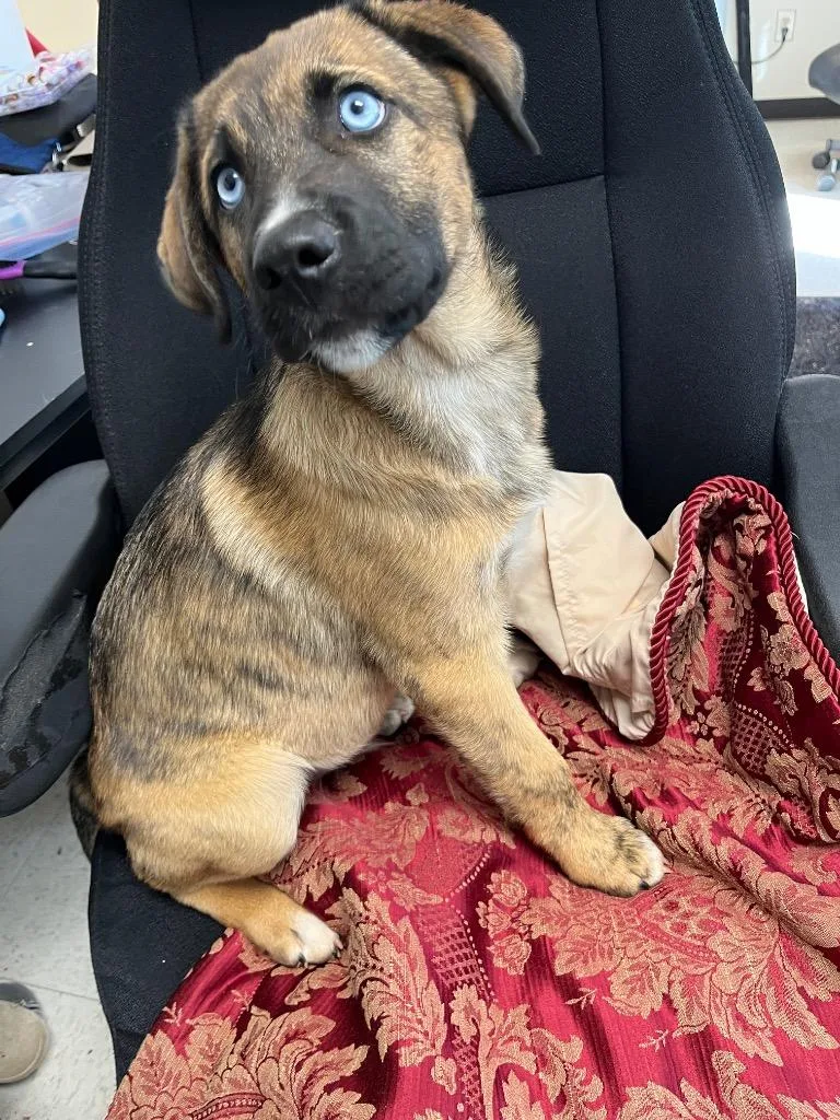 A baby medium-sized male German Shepherd Dog dog named Caliou for adoption in Mount Gilead, NC