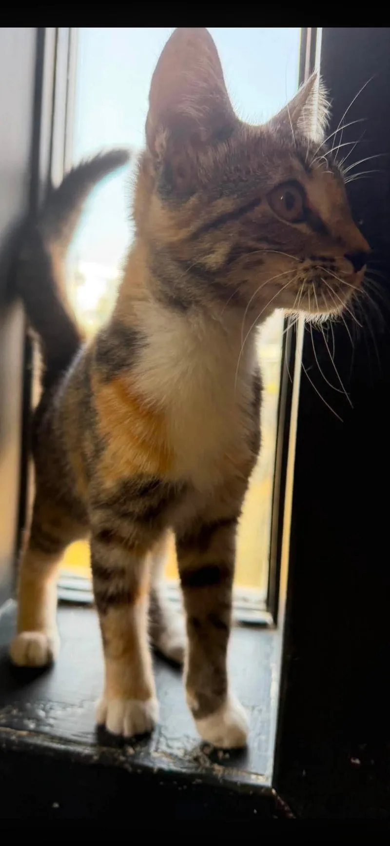 Silly Girl