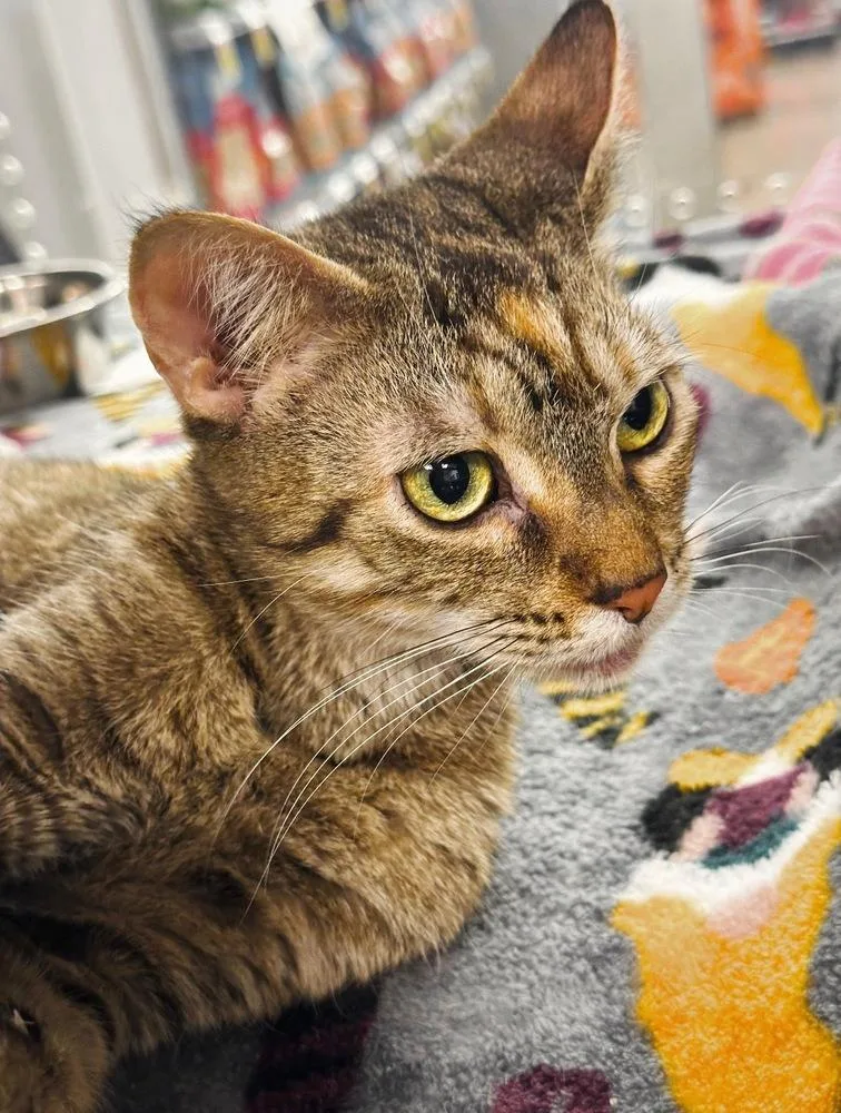 An adult large-sized female Brown / Chocolate Domestic Short Hair cat named Osiris for adoption in Deltona, FL