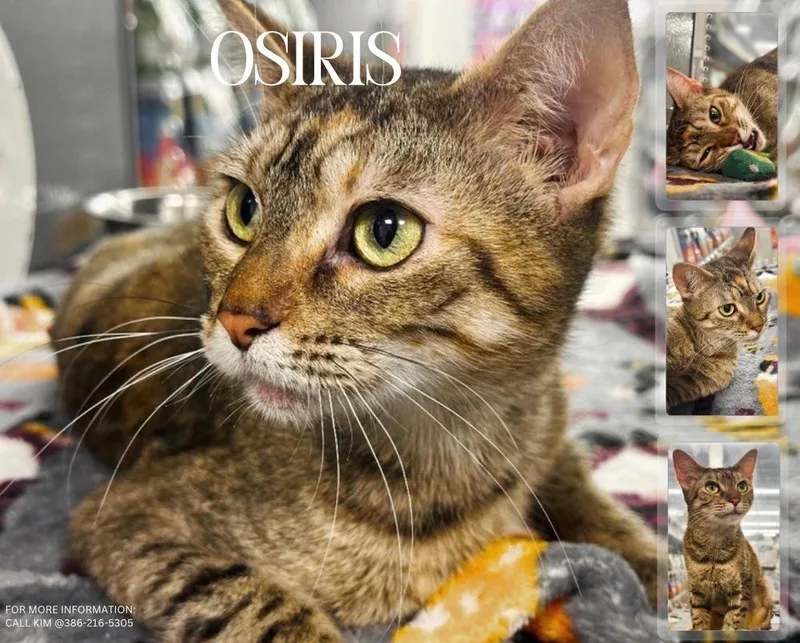Osiris thumbnail 3
