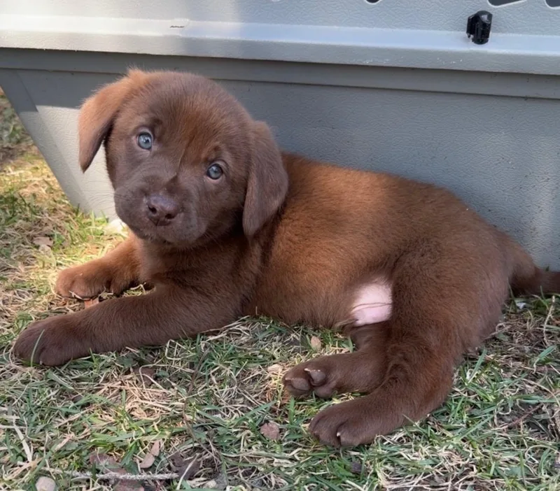 A baby medium-sized male Brown / Chocolate Labrador Retriever dog named Ranger for adoption in Union Grove, WI