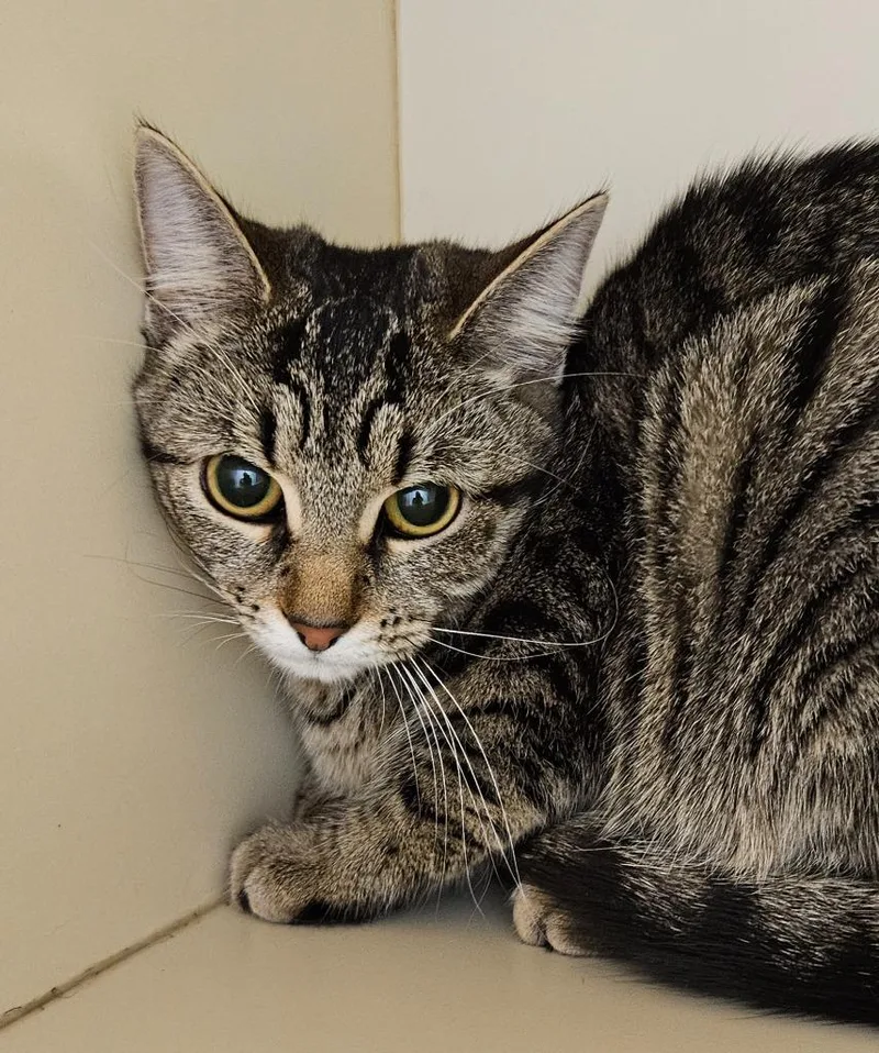 A baby medium-sized female Manx cat named Nola for adoption in Bloomington, IN