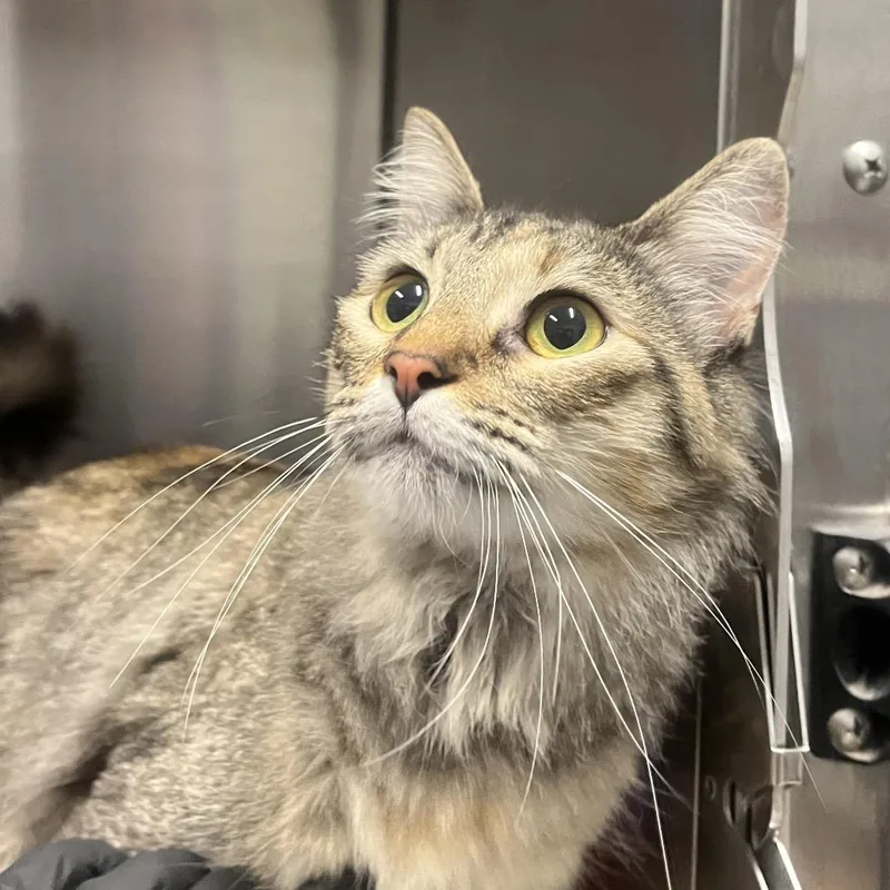 An adult medium-sized female Domestic Medium Hair cat named Texas for adoption in Hinsdale, IL