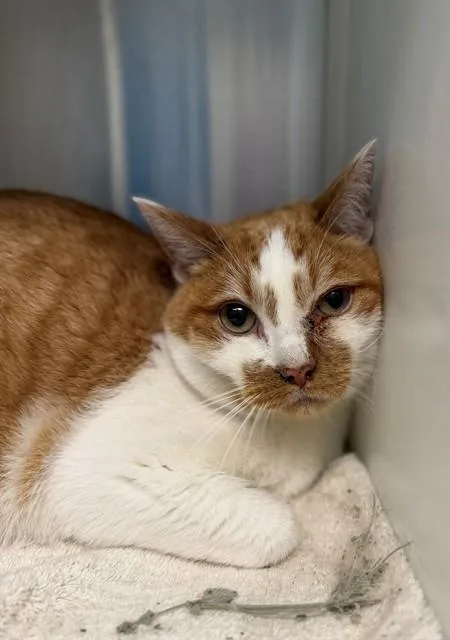 An adult medium-sized male Domestic Short Hair cat named Sunny Day for adoption in Brighton, CO