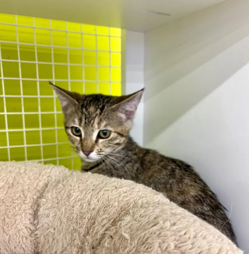 A baby medium-sized female Domestic Short Hair cat named Koh Ker for adoption in Fort Lupton, CO