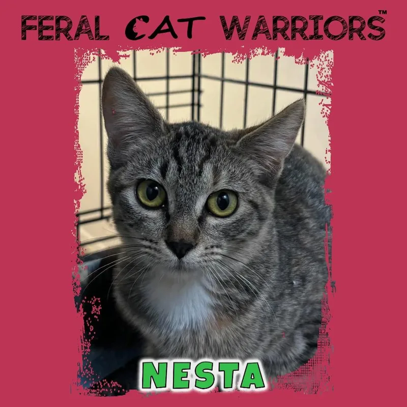 A young small-sized female Brown / Chocolate Domestic Short Hair cat named Nesta for adoption in Kingman, AZ