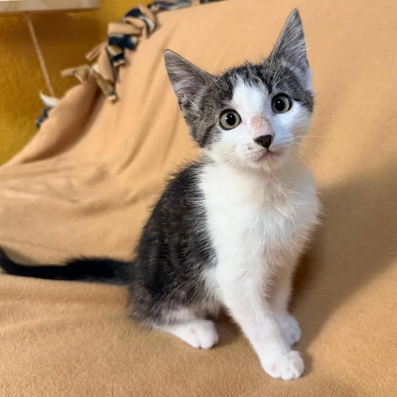 A baby small-sized male Domestic Short Hair cat named King for adoption in Flower Mound, TX