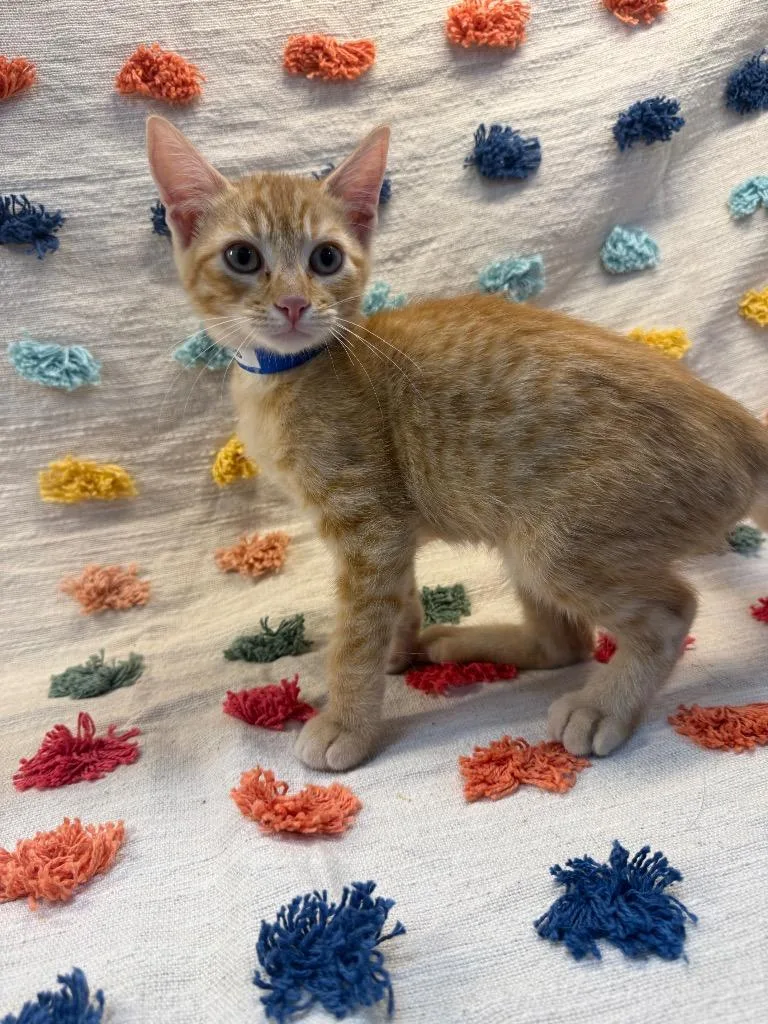 A baby medium-sized male Domestic Short Hair cat named Snickers PA for adoption in Denham Springs, LA
