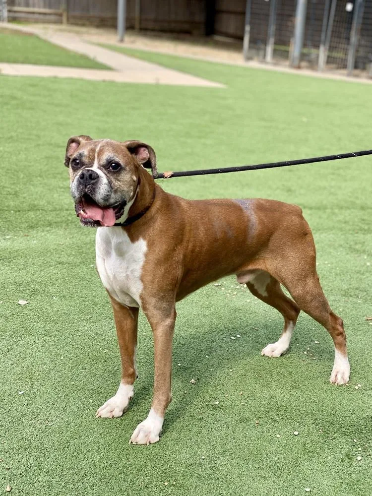 A senior medium-sized male Boxer dog named Theo for adoption in Hewitt, TX