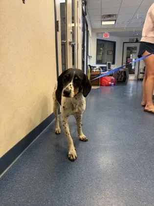 An adult medium-sized female Hound dog named Blimey Limey for adoption in King William, VA