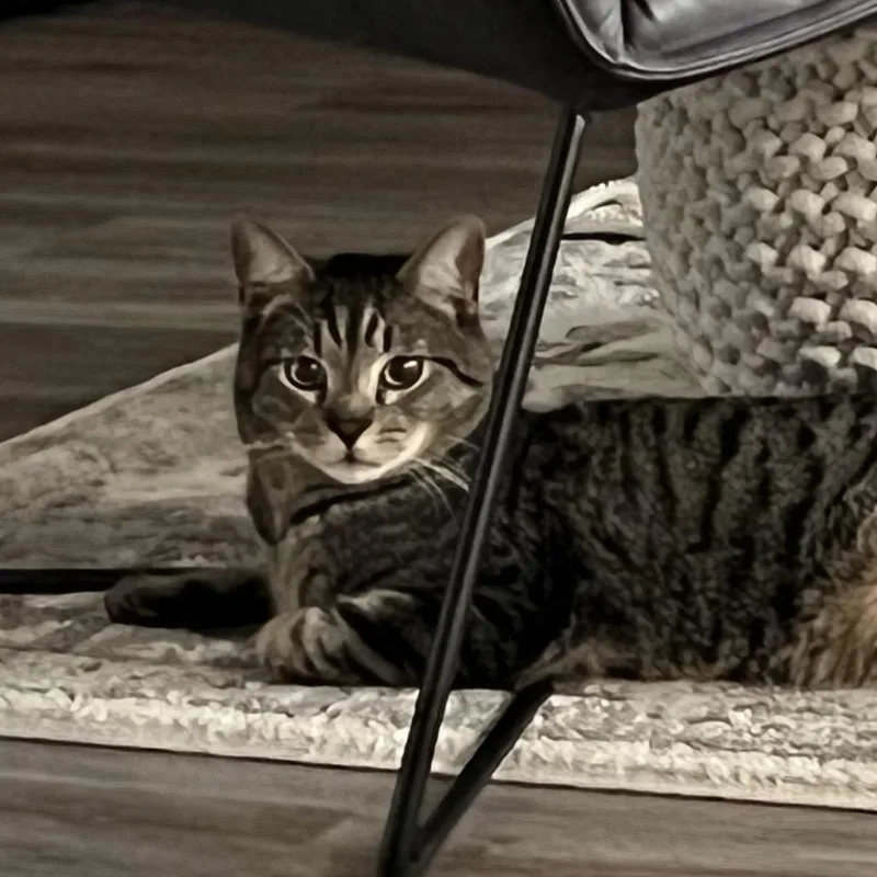 An adult small-sized male Brown / Chocolate Domestic Short Hair cat named Thunder for adoption in Kenai, AK