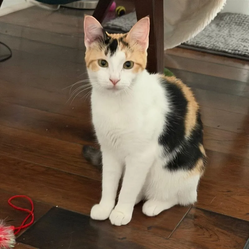 A young small-sized female Calico Domestic Short Hair cat named Pinball for adoption in Gibsonia, PA