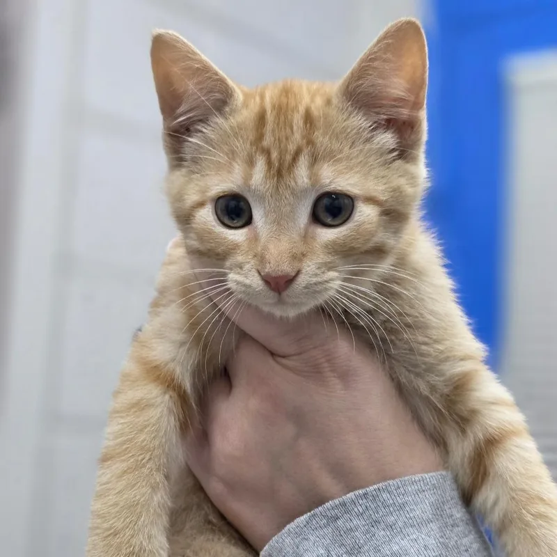 A young small-sized male Orange / Red Domestic Short Hair cat named Appa for adoption in Huntsville, AL